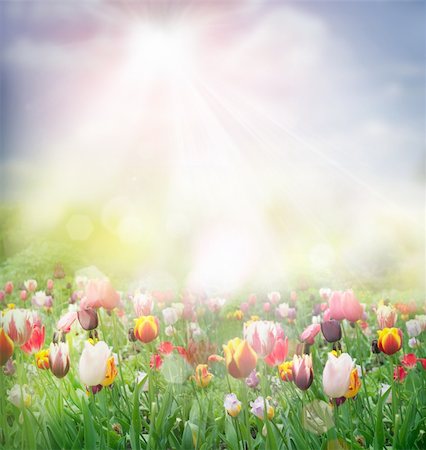 simsearch:400-05891971,k - Tulip field. Easter spring background with tulips in a beautiful meadow with sunset Stock Photo - Budget Royalty-Free & Subscription, Code: 400-05915018