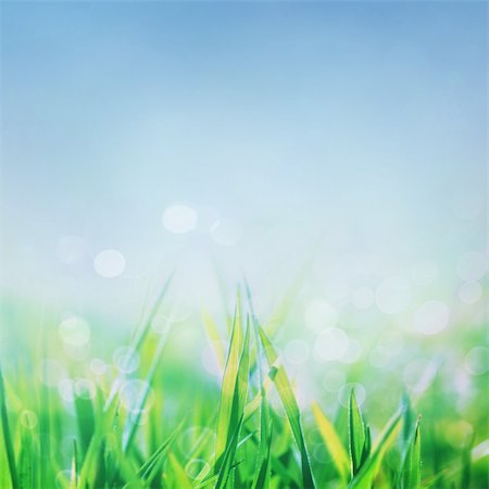 defocus - Spring or summer abstract nature background with grass in the meadow and blue sky in the back Stock Photo - Budget Royalty-Free & Subscription, Code: 400-05915028
