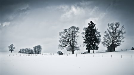 panoramic winter tree landscape - An image of a nice winter scenery Stock Photo - Budget Royalty-Free & Subscription, Code: 400-05915140