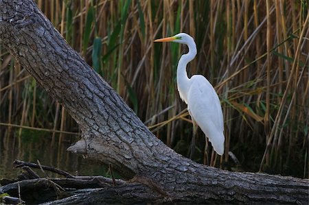 great white egret (Egretta alba) in Danube Delta, Romania Stock Photo - Budget Royalty-Free & Subscription, Code: 400-05915248