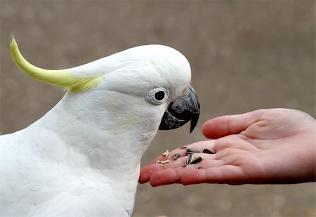 Sulphur-crested cockatoo feeding on seeds from hand Stock Photo - Budget Royalty-Free & Subscription, Code: 400-05915321