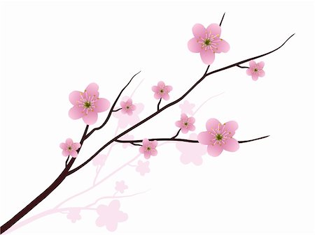 drawing of a beautiful flower - Cherry blossoms in full bloom Stock Photo - Budget Royalty-Free & Subscription, Code: 400-05915497