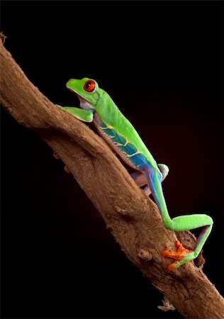 rana dagli occhi rossi - red eyed tree frog at night in tropical rainforest treefrog Agalychnis callydrias in jungle Costa Rica bright vivid colors Fotografie stock - Microstock e Abbonamento, Codice: 400-05915949