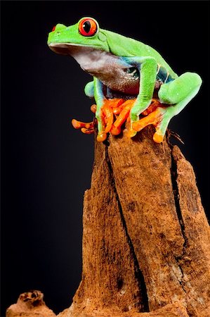 rana dagli occhi rossi - red eyed tree frog at night in tropical rainforest treefrog Agalychnis callydrias in jungle Costa Rica bright vivid colors Fotografie stock - Microstock e Abbonamento, Codice: 400-05915953