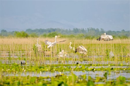 pelicans flying - Pelican nest in the wild , pictured on Skadar Lake, national park of Montenegro Stock Photo - Budget Royalty-Free & Subscription, Code: 400-05916410