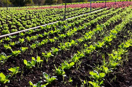 simsearch:400-04823439,k - a field of green lettuce under the sun Stock Photo - Budget Royalty-Free & Subscription, Code: 400-05916884