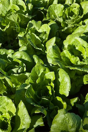 simsearch:400-04823439,k - a field of green lettuce under the sun Stock Photo - Budget Royalty-Free & Subscription, Code: 400-05916885