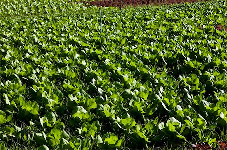 simsearch:400-05916885,k - a field of green lettuce under the sun Stock Photo - Budget Royalty-Free & Subscription, Code: 400-05916880