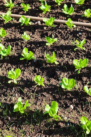 simsearch:400-05916885,k - a field of green lettuce under the sun Stock Photo - Budget Royalty-Free & Subscription, Code: 400-05916881