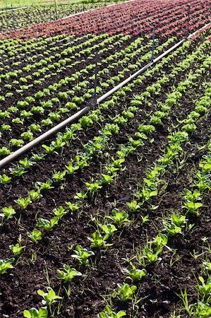 row of seeds - a field of green lettuce under the sun Stock Photo - Budget Royalty-Free & Subscription, Code: 400-05916883