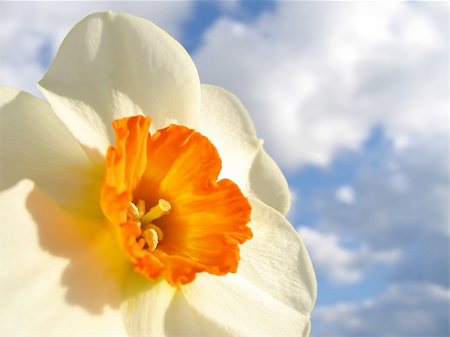 simsearch:400-04859972,k - Spring flower - narcissus on the background of sky and clouds Stock Photo - Budget Royalty-Free & Subscription, Code: 400-05917019
