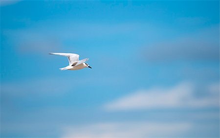 simsearch:400-06097989,k - Gull-billed Tern flying over the sea, Sri Lanka Photographie de stock - Aubaine LD & Abonnement, Code: 400-05917375