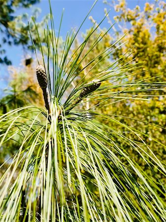 simsearch:400-04653794,k - Close up of pine tree branch with beautiful natural background Photographie de stock - Aubaine LD & Abonnement, Code: 400-05917639