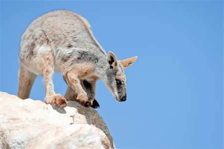 endangered yellow footed rock wallaby in the wild Stockbilder - Microstock & Abonnement, Bildnummer: 400-05917851