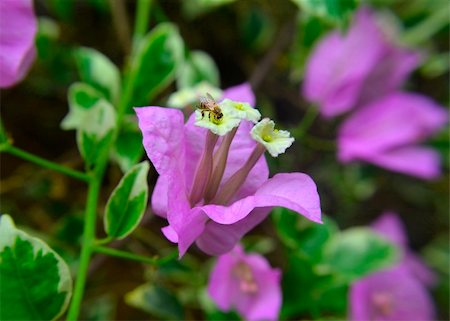 simsearch:400-04593284,k - bee on a purple flower Foto de stock - Super Valor sin royalties y Suscripción, Código: 400-05917852