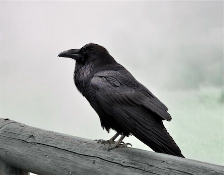 a big black wild raven sitting on a wood in a foggy morning Photographie de stock - Aubaine LD & Abonnement, Code: 400-05917909