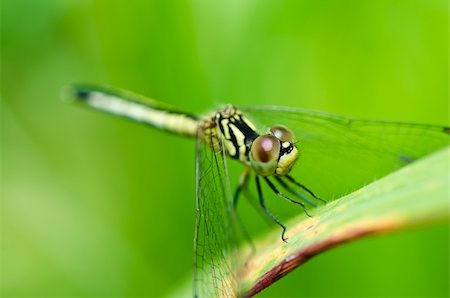 simsearch:400-04364178,k - dragonfly in garden or in green nature Foto de stock - Royalty-Free Super Valor e Assinatura, Número: 400-05919108