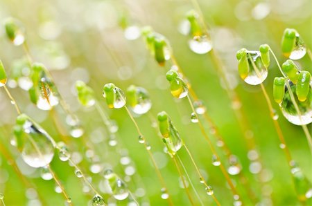 spring light rain - fresh moss and water drops macro in green nature or in forest Stock Photo - Budget Royalty-Free & Subscription, Code: 400-05919103