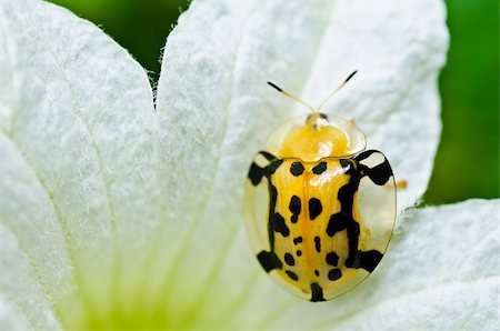 simsearch:400-06427911,k - ladybug and white fliwer in the green nature or in the garden Stock Photo - Budget Royalty-Free & Subscription, Code: 400-05919114