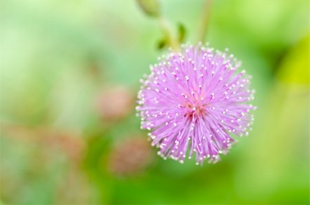 Sensitive plant - Mimosa pudica  in green nature or in the garden Stockbilder - Microstock & Abonnement, Bildnummer: 400-05919110