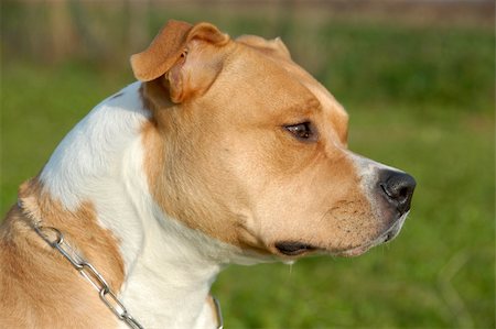 pit bull - head of purebred american staffordshire terrier with collar Stock Photo - Budget Royalty-Free & Subscription, Code: 400-05919398