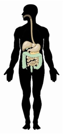 Vector illustration of digestive system. Separate layers Photographie de stock - Aubaine LD & Abonnement, Code: 400-05919819