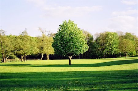 denmark park - Green tree on sunset in Denmark south Scandinavia Stock Photo - Budget Royalty-Free & Subscription, Code: 400-05919867