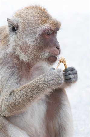 monkey is eating a bean in happy time Photographie de stock - Aubaine LD & Abonnement, Code: 400-05910046