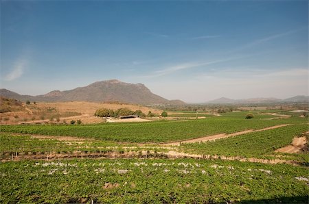 landscape of grape farm Foto de stock - Super Valor sin royalties y Suscripción, Código: 400-05910047