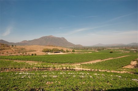 simsearch:400-05750331,k - landscape of grape farm Stockbilder - Microstock & Abonnement, Bildnummer: 400-05910047