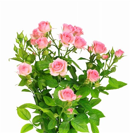 simsearch:400-06095720,k - Bush with pink roses and green leafes isolated on white background. Close-up. Studio photography. Stock Photo - Budget Royalty-Free & Subscription, Code: 400-05910106