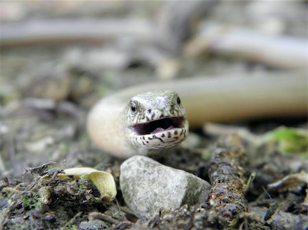 Close up of snake Stock Photo - Budget Royalty-Free & Subscription, Code: 400-05910137