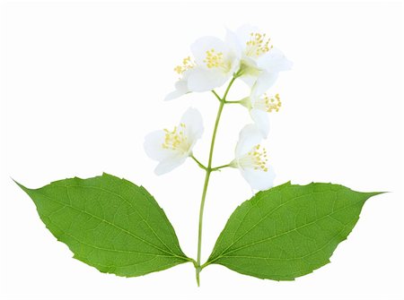Single branch of jasmine with green leaf and white flowers. Isolated on white background. Close-up. Studio photography. Stock Photo - Budget Royalty-Free & Subscription, Code: 400-05910245