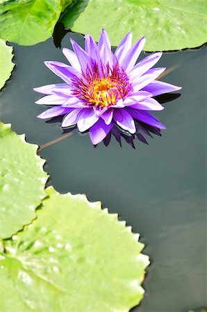 beautiful blossom purple lotus Stock Photo - Budget Royalty-Free & Subscription, Code: 400-05910312