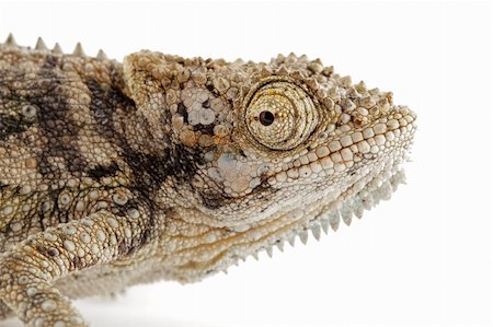 Portrait of a dwarf African Chameleon (Bradypodium karrooicum) on white Stock Photo - Budget Royalty-Free & Subscription, Code: 400-05910465