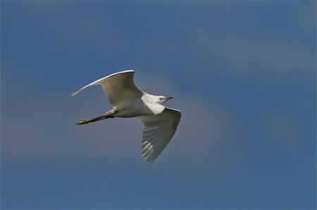 simsearch:400-08071231,k - little egret (egretta garzetta) in flight on a blue sky. Location: Danube Delta, Romania Photographie de stock - Aubaine LD & Abonnement, Code: 400-05910685