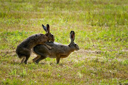 simsearch:400-07621766,k - Two European Hares in Love Stockbilder - Microstock & Abonnement, Bildnummer: 400-05910702