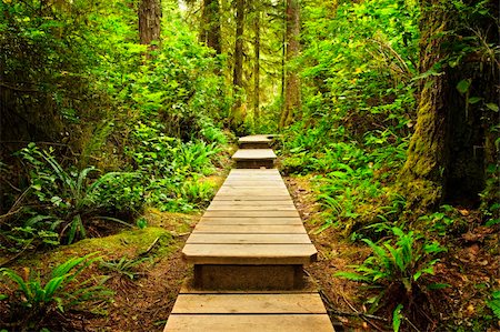 Wooden path through temperate rain forest. Pacific Rim National Park, British Columbia Canada Photographie de stock - Aubaine LD & Abonnement, Code: 400-05910839