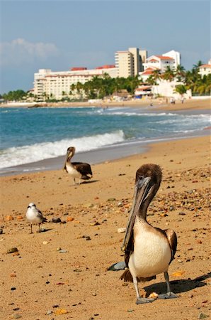 puerto vallarta - Pelicans on Puerto Vallarta beach in Mexico Stockbilder - Microstock & Abonnement, Bildnummer: 400-05910851