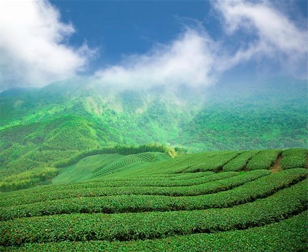 tea plantation on the high mountain valley Stock Photo - Budget Royalty-Free & Subscription, Code: 400-05911080