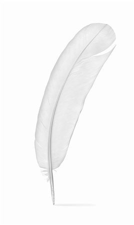 feather isolated - Feather of a pigeon isolated on a white background Photographie de stock - Aubaine LD & Abonnement, Code: 400-05911106