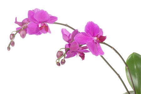 simsearch:400-04632547,k - Beautiful purple orchid, isolated on white Foto de stock - Super Valor sin royalties y Suscripción, Código: 400-05911299