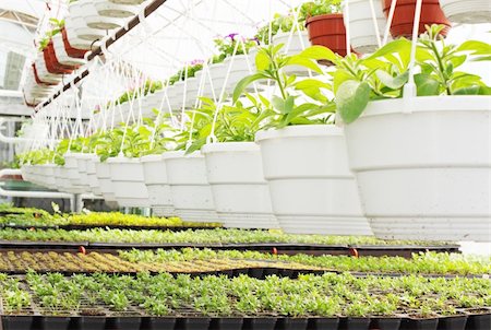 simsearch:400-04823439,k - Young plants are grown in the hot-house Stockbilder - Microstock & Abonnement, Bildnummer: 400-05911378