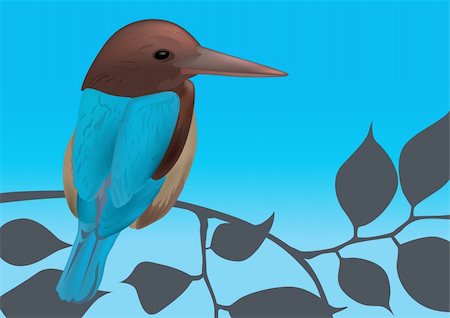 Kingfisher Bird Vector Illustration Stock Photo - Budget Royalty-Free & Subscription, Code: 400-05911400