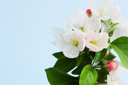 Branch of apple tree with the white flowers Stock Photo - Budget Royalty-Free & Subscription, Code: 400-05911542