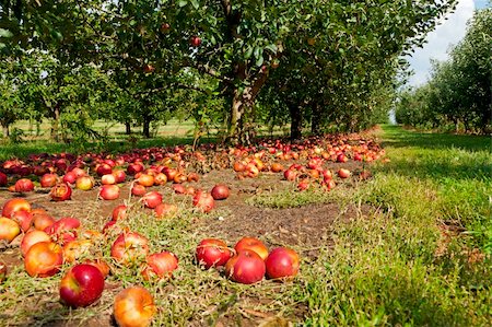 decaying fruit photography - Apples covering the ground at an apple orchard in Kentucky Stock Photo - Budget Royalty-Free & Subscription, Code: 400-05911573