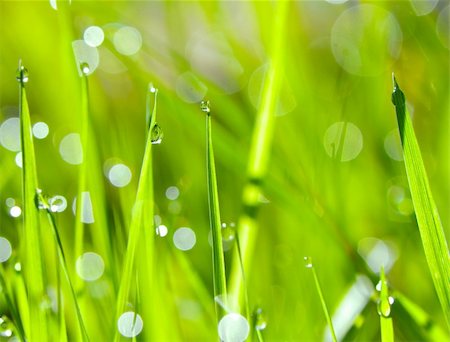 simsearch:400-07169438,k - An abstract green grass background with drops of water Stock Photo - Budget Royalty-Free & Subscription, Code: 400-05911732
