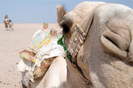 simsearch:400-05137674,k - Tourist on camel in egyptian Sahara led by guide Stockbilder - Microstock & Abonnement, Bildnummer: 400-05911773