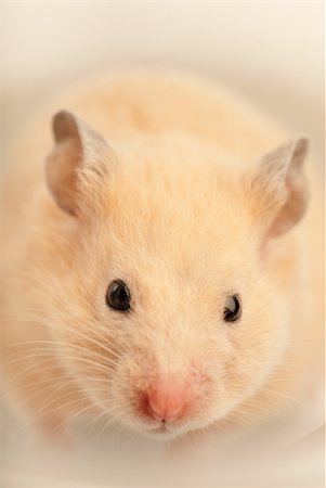 simsearch:400-08938554,k - White mouse indoors with soft light Stock Photo - Budget Royalty-Free & Subscription, Code: 400-05911992