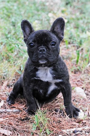 simsearch:400-08098706,k - portrait of a purebred puppy french bulldog in the nature Stock Photo - Budget Royalty-Free & Subscription, Code: 400-05912113